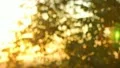The sunshine throught the branches (sunrise or sunset) HD Footage