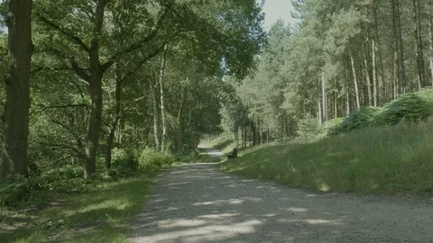 Sunshine touches on a forest footpath Stock Footage 112966505