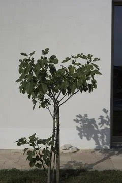 Sunshine with tree on a bright day Stock Photos