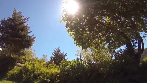 Sunshine Tree Stock Footage 98680081