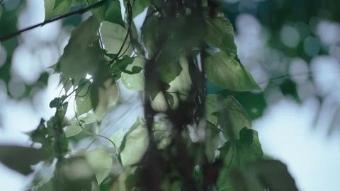 Sunshine tree Video stock 234779691