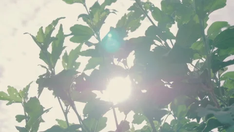 Sunshine Tree Leaves  Stock Footage 152898485
