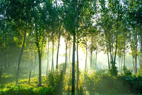 Sunshine tree Stock Photos