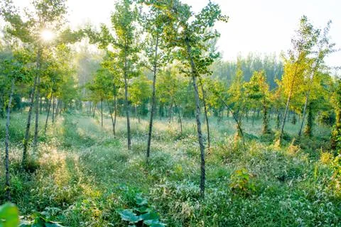 Sunshine tree Stock Photos