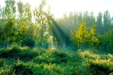 Sunshine tree Stock Photos