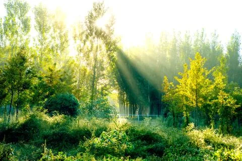 Sunshine tree Stock Photos