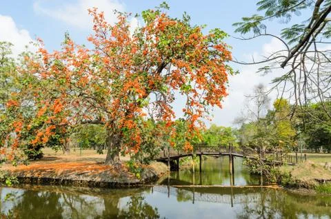 Sunshine tree Stock Photos