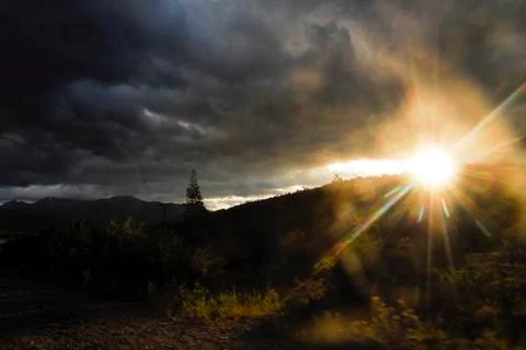Sunshine with tree in summer Stock Photos