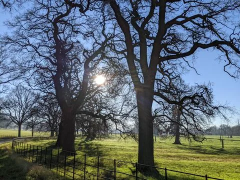 Sunshine trees in the Cotswolds 库存照片