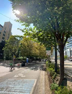 Sunshine trees Perspective 库存照片