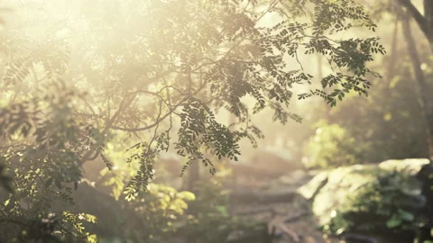 Sunshine in a tropical forest Stock Footage 163216373