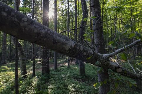Sunshine trough the forest 스톡 사진