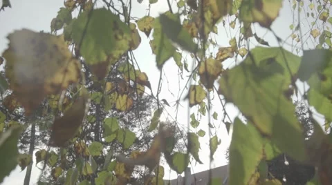 Sunshine trough the leaves Stock Footage 54242737