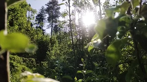 Sunshine trough leaves Stock Footage 240941229