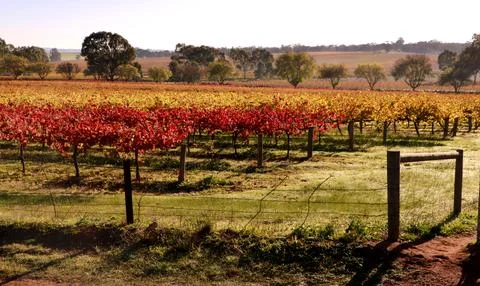 Sunshine on the Vines Stock Photos