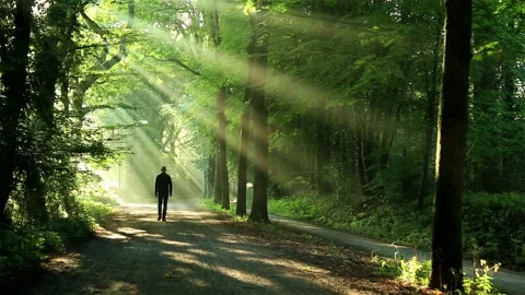 Sunshine walk Stock Footage 133867375