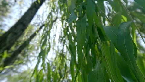 Sunshine wind blow the willows leaves Stock Footage 212956577