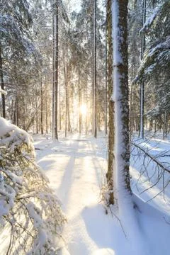 Sunshine in winter forest Stock Photos