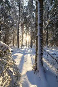 Sunshine in winter forest Stock Photos