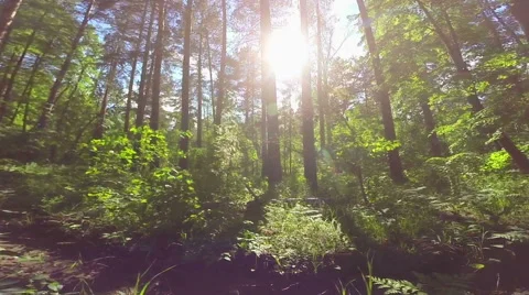 Sunshine in the wood Stock Footage 64807527