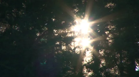 Sunshine in the Woods Stock-Footage 40590242