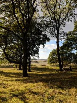 Sunshine In Woods With Log Stock Photos