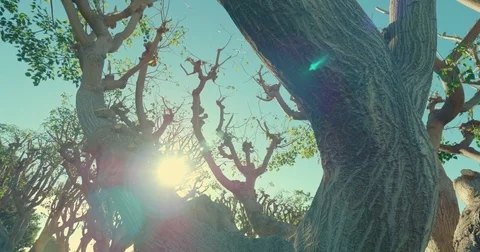 Sunshine_Tree_1 Stock Footage 81366634