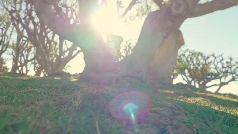 Sunshine_Tree_2 Stock Footage 81382819