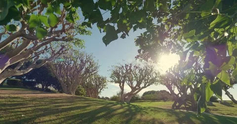 Sunshine_Tree_3 Stock Footage 81383728