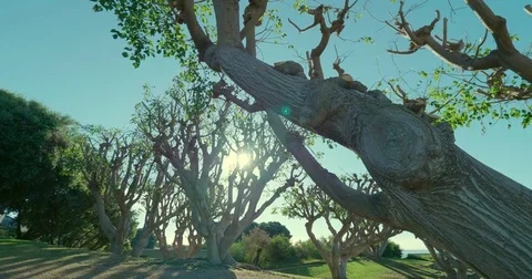 Sunshine_Tree_4 Stock Footage 81384023