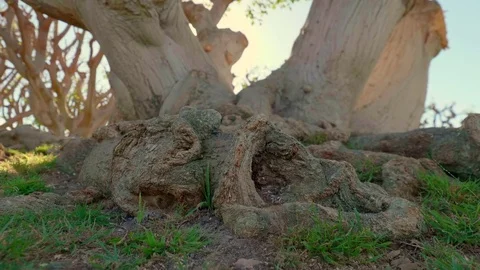 Sunshine_Tree_5 Stock Footage 81393026