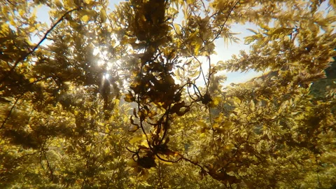 Sunshines break through thickness of floating algae of Sargassum brown sea weed Stock Footage 346453246