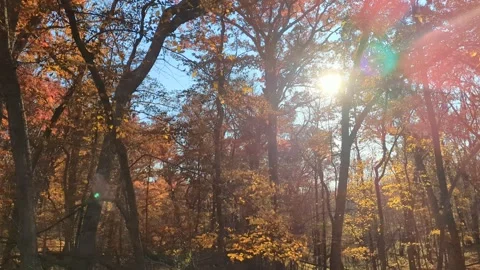 Sunshining throught fall leaves in a forest Stock Footage 290792649