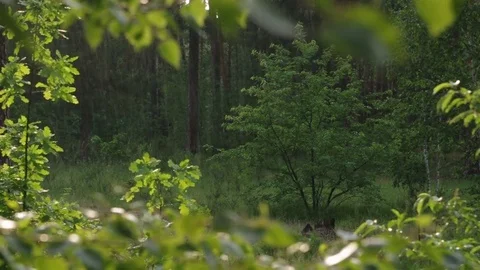 Sunshower in the forest during sunset Video stock 77101429