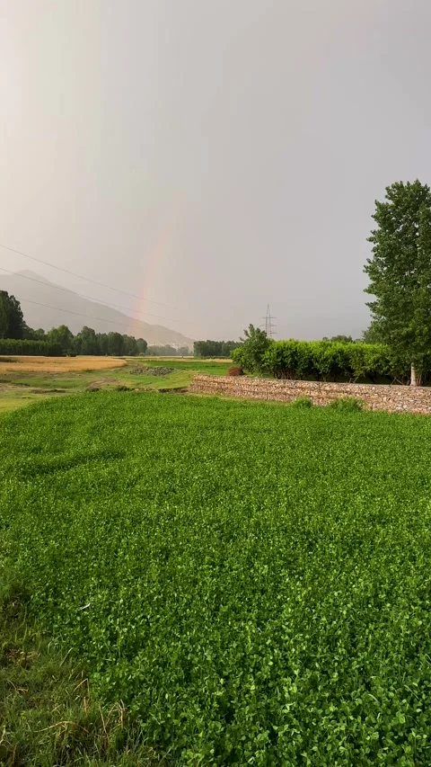 Sunshower over Green Field at Sunset . Rain Drops and Sunbeams in Rural Lan.. Stock Footage 339180742