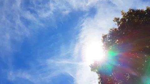 Sunskytree 스톡 사진