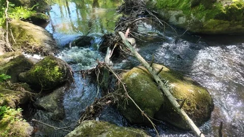 Sunspots on the Babbling Brook in the Deciduous Forest Stock Footage 308535612