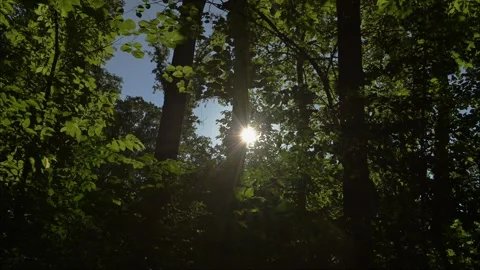 Sunstar Blooms as Forest Opening is Panned Stock Footage 282914290