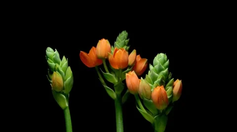 "SunStar" Flower Timelpase Stock Footage 8014413