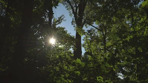 Sunstar Panning Forest Opening Video stock 282915060