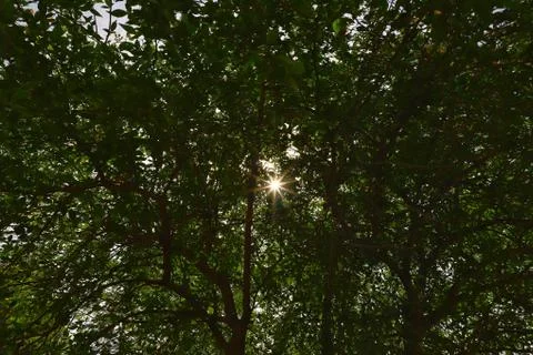 Sunstar in the park Stock Photos