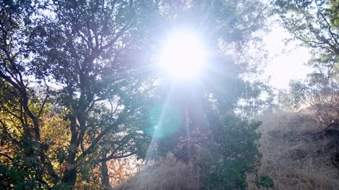 Sunstar Peering Through Trees (A little bit of Bokeh Glare) Stock Footage 283006567