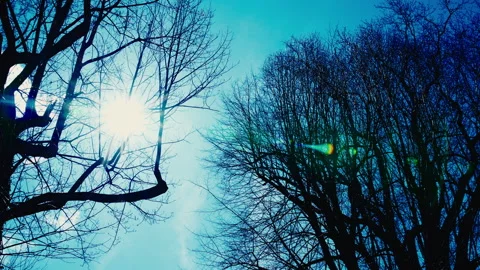 Sunstar shining down from a tree Stock-Footage 331655840