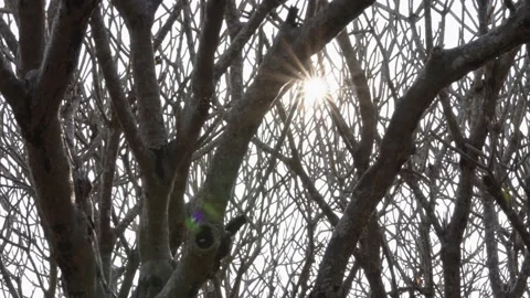 Sunstar sunray sun Video stock 232311063