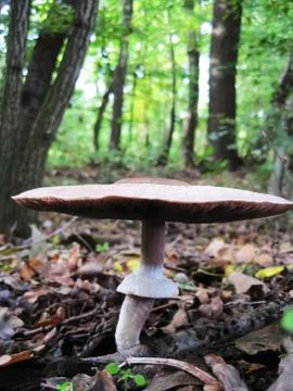 Sunstroke mushroom 스톡 사진