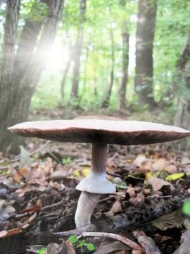 Sunstroke mushroom Stock Photos