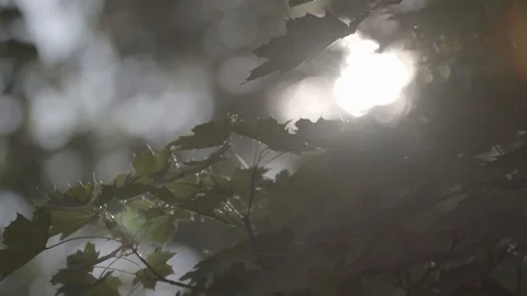 SunThroughLeaves Stock Footage 88838386