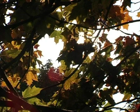 Suntree Video stock 95680