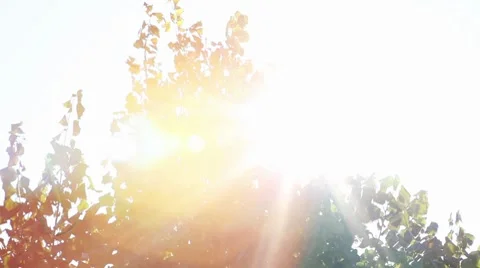 Suntree Stock Footage 8786773