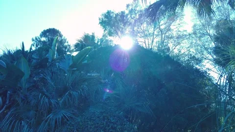 SunTrees Stock Footage 147841689